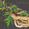 Đinh lăng