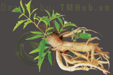Đinh lăng