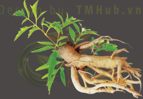 Đinh lăng